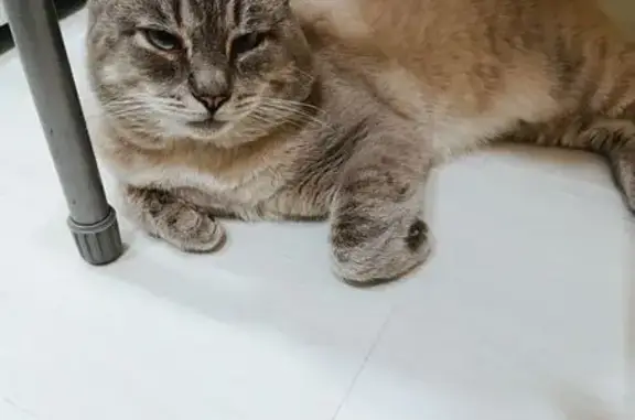 Кошки потеряшки, Самара, фото: Потеряшка кошка, Партизанская 181, Самара