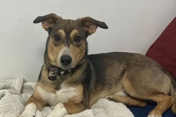 Собаки потеряшки, Егорлыкская, фото: Потеряшка собака, переулок Шмидта 43/2