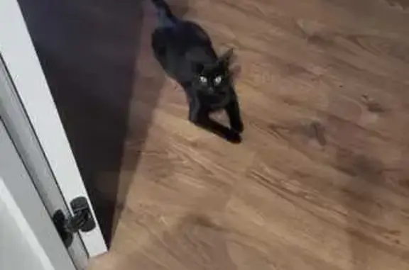 Найдена кошка, Екатеринбург, фото: Кошка найдена на ул. 8 Марта, 190