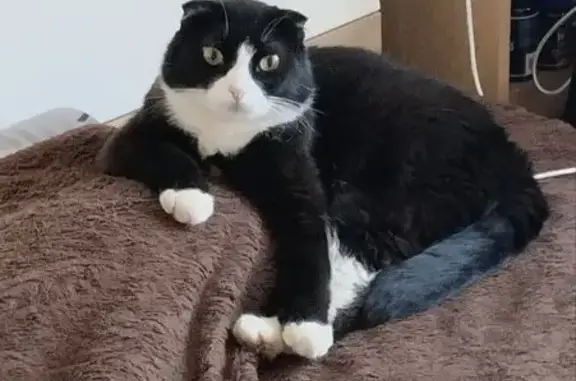 Кошки потеряшки, , фото: Потеряшка кот, Триумфальная ул. 79