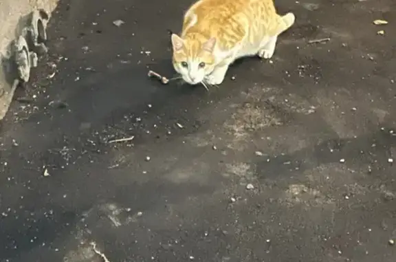 Рыжая кошка найдена на Пришвина 23