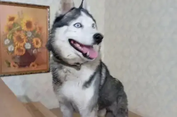 Найдена собака, , фото: Хаски найдена на Гомельской, 55, Пенза