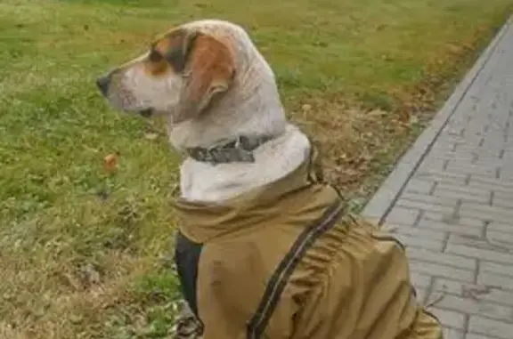 Найдена собака, Волгоград, фото: Собака найдена, пос. Аэропорт, Волгоград