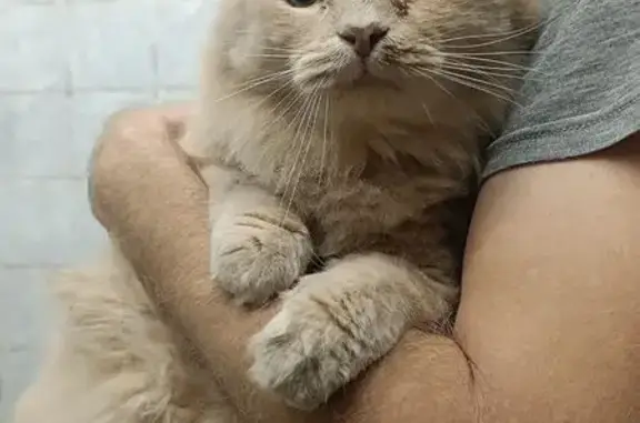 Найдена кошка, Волгоград, фото: Найдена рыжая кошка, ул. Таращанцев