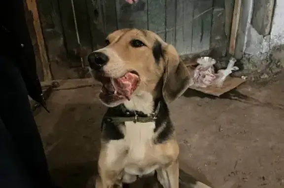 Потерялась собака, Дамба ГЭС, Новосибирск