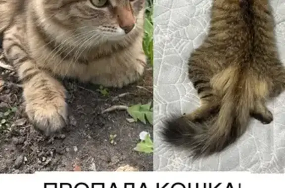 Пропала кошка, Оранжерейная ул., 17