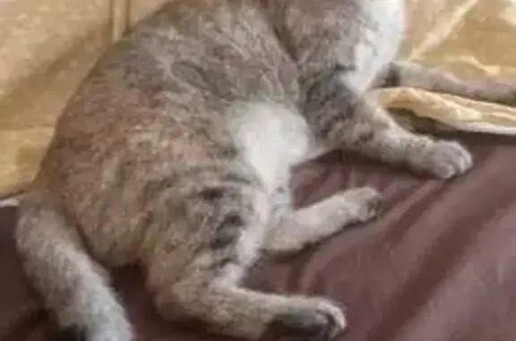 Пропала кошка, район Рыболов, Абакан