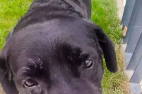 Найдена собака, Новороссийск, фото: Найден лабрадор, ул. Матвейкина, 1А к3