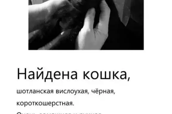 Найдена кошка, Ростов-на-Дону, фото: Найдена кошка, Обуховский пер., 3, Ростов-на-Дону