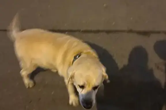 Собака найдена: ул. Татьянин Парк, Москва