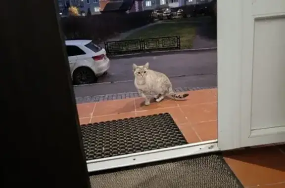 Найдена кошка, Подольск, фото: Найдена серая кошка, ул. Веллинга 7, Подольск