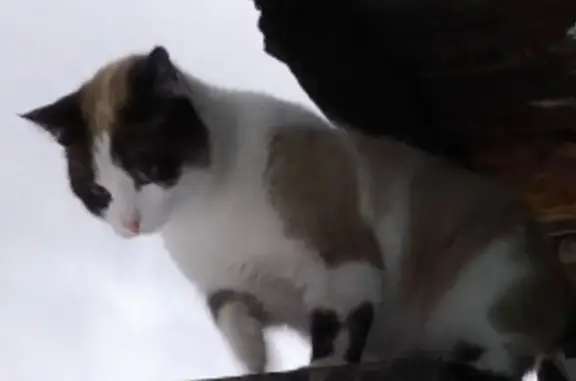 Пропала кошка в Киселёвске, Кемерово