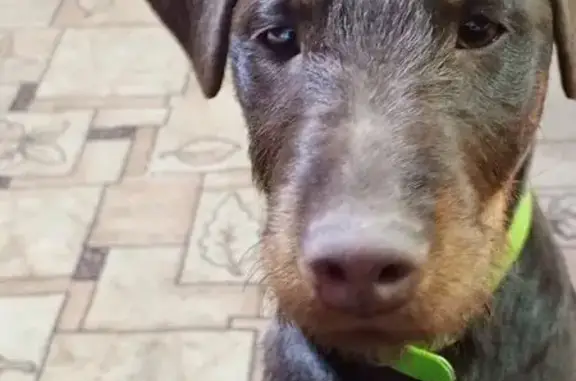 Пропала собака, Огневское, Челябинская обл.