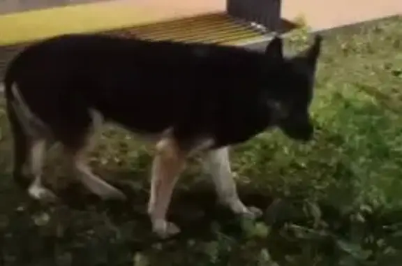 Найдена собака, Москва, фото: Овчарка найдена: Алтуфьевское шоссе, 53к1