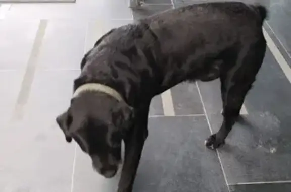 Найдена собака, Новороссийск, фото: Лабрадор найден: ул. Матвейкина, 1А к3