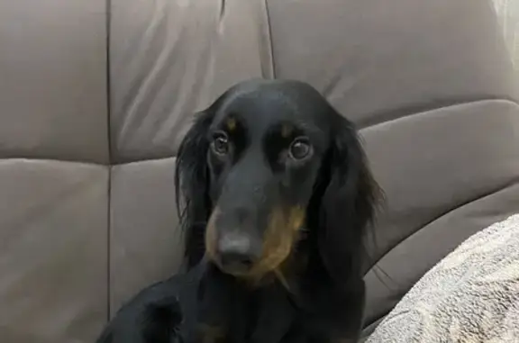 Собаки потеряшки, Георгиевск, фото: Потеряшкаи собаки, Осенняя ул., 4, Георгиевск