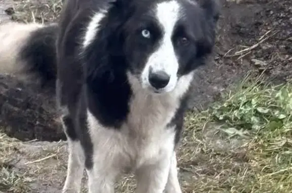 Найдена собака, Курск, фото: Найдена собака, Курск, Курская обл.