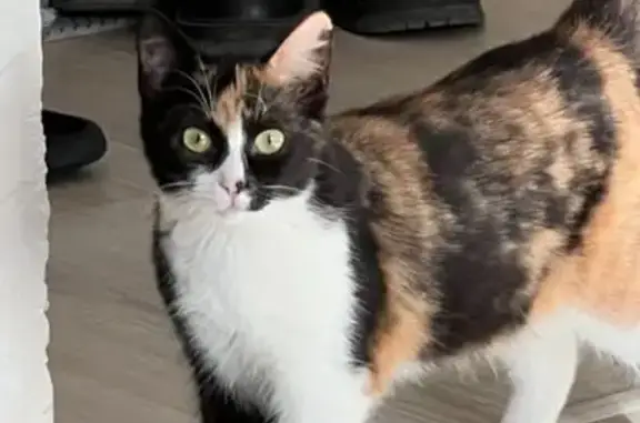 Найдена кошка, Тверь, фото: Кошка найдена на бульваре Гусева, 29