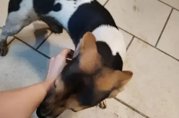 Найдена собака, , фото: Найдена собака, 7, Октябрьский район