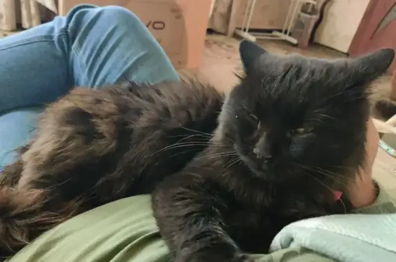 Пропала кошка, Советская ул., Знаменка