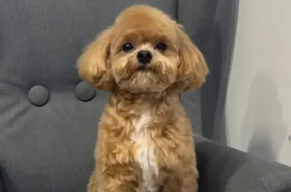 Пропала собака, ул. Щорса 96, Екатеринбург