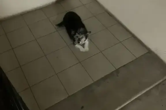 Найдена собака, Петрозаводск, фото: Найдена собака, Лососинская 9, Петрозаводск