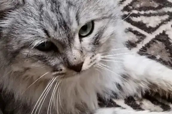 Найдена кошка, Орск, фото: Кошка найдена на Перегонной 20А, Орск