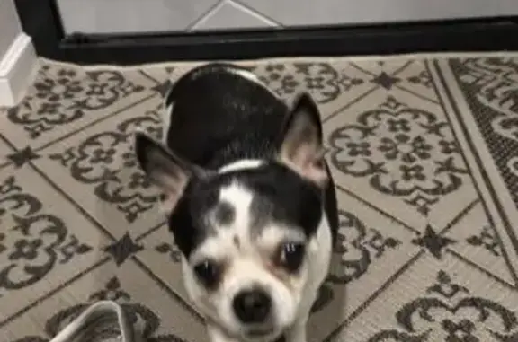 Найдена собака, Новочебоксарск, фото: Собака найдена: ул. Воинов-Интернационалистов, 26