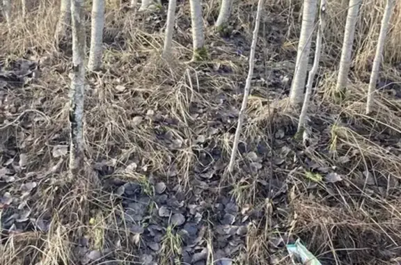 Найдена собака, Ленинградская область, фото: Собака найдена в Виллозском, Ленобласть
