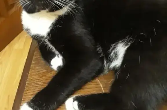 Пропал кот Барсик, ул. Нормандия-Неман