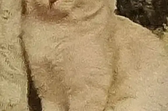 Пропала кошка, Луговского 11, Волгоград