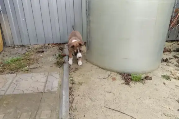 Найдена собака, городской округ Кузнецк, фото: Собака найдена: 1-й Пугачёвский проезд