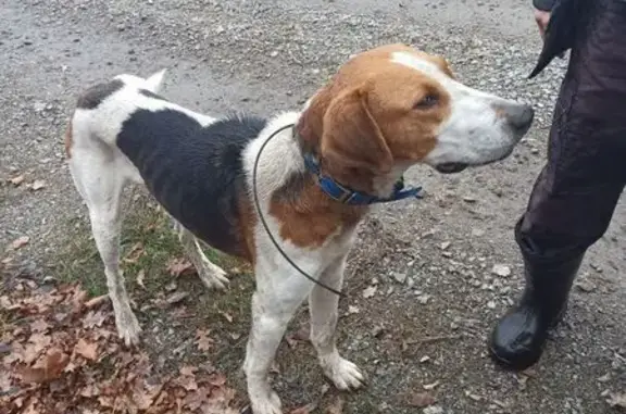 Найдена собака, Малая Грибановка, фото: Собака найдена: ул. Красная Поляна