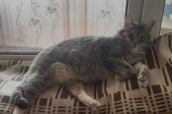 Пропала кошка, ул. Мичмана Павлова, 34