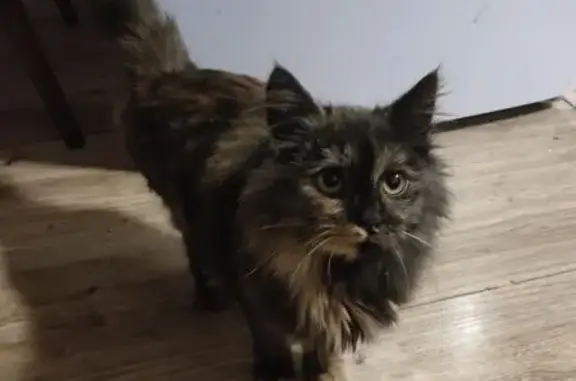 Найдена кошка, Уфа, фото: Кошка найдена у магазина, ул. Правды, 23