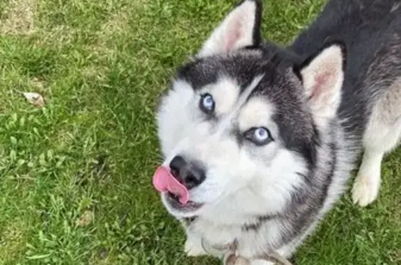 Пропала собака, Сосновая 70А, Выльгорт