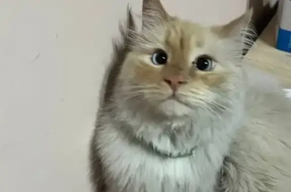 Кошки потеряшки, Ташкент, фото: Потеряшка кошка, Диёр ул. 106, Ташкент