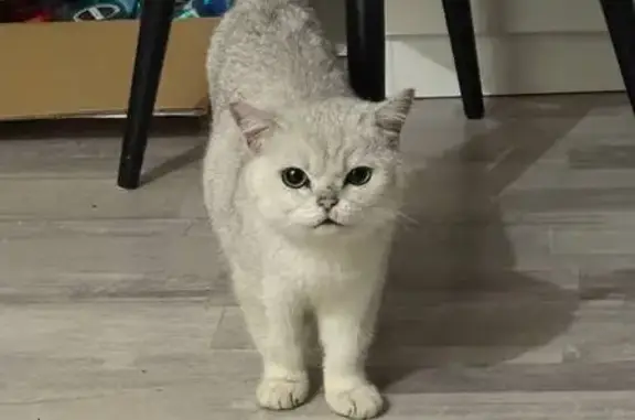 Найдена кошка, Брест, фото: Кошка найдена: Брест, Сябровская 74