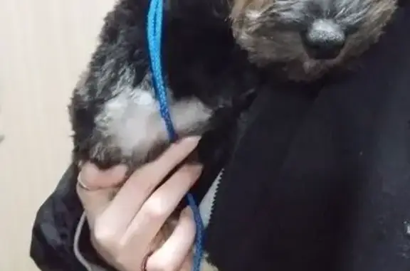 Пропала собака, Садовая ул. 22, Майский