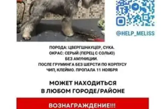 Пропала собака, Истра, Центр. ул., 39