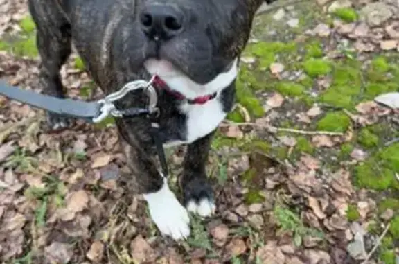 Найдена собака, Москва, фото: Найдена собака, МКАД, 37 км, Москва