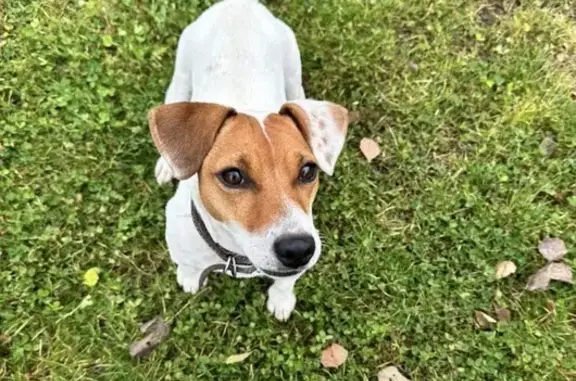 Пропала собака Майя, Молоди, МО