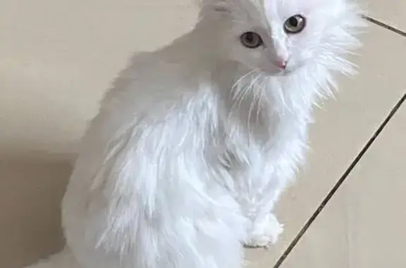 Кошки потеряшки, Московская область, фото: Потеряшка белая кошка, Жучки, МО