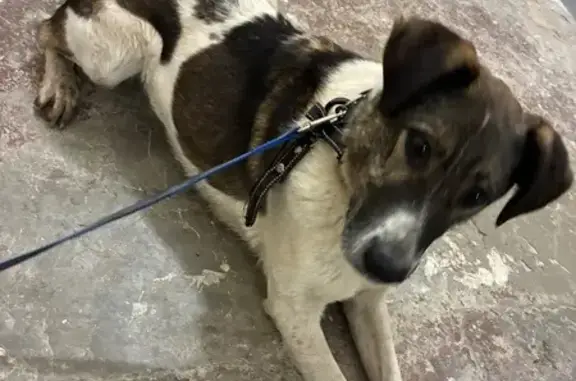 Собака найдена на Бажова, 189, Екатеринбург