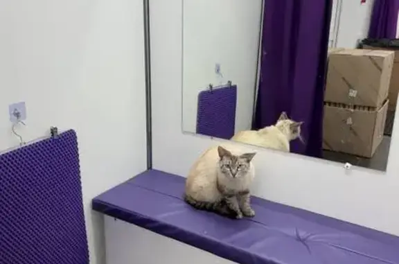 Найдена кошка, , фото: Кошка найдена на Репина, 26, Пенза