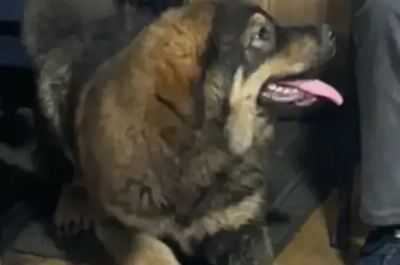 Собаки потеряшки, Иркутск, фото: Потеряшка собака, ул. Челнокова 1, Иркутск