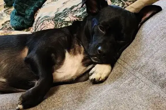 Пропала собака, Нагибина 31А, Ростов-на-Дону