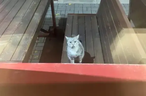 Найдена кошка, Белгород, фото: Кошка найдена, Некрасова 7, Белгород
