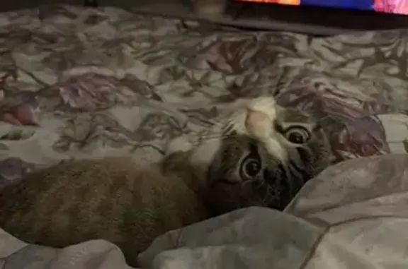 Пропала кошка, 19 Бологое