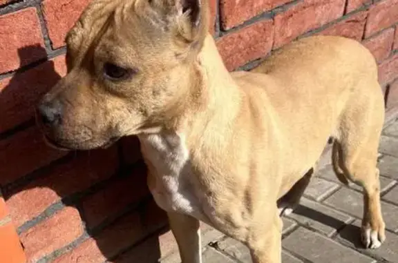 Собаки потеряшки, Валуйки, фото: Потеряшка собака на ул. Энгельса, Валуйки